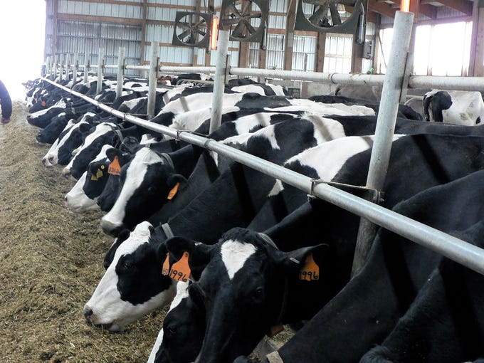 Todays cows eat more and better than in granddad’s day.