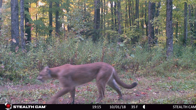 Cougar Spotted On Camera In The Upper Peninsula