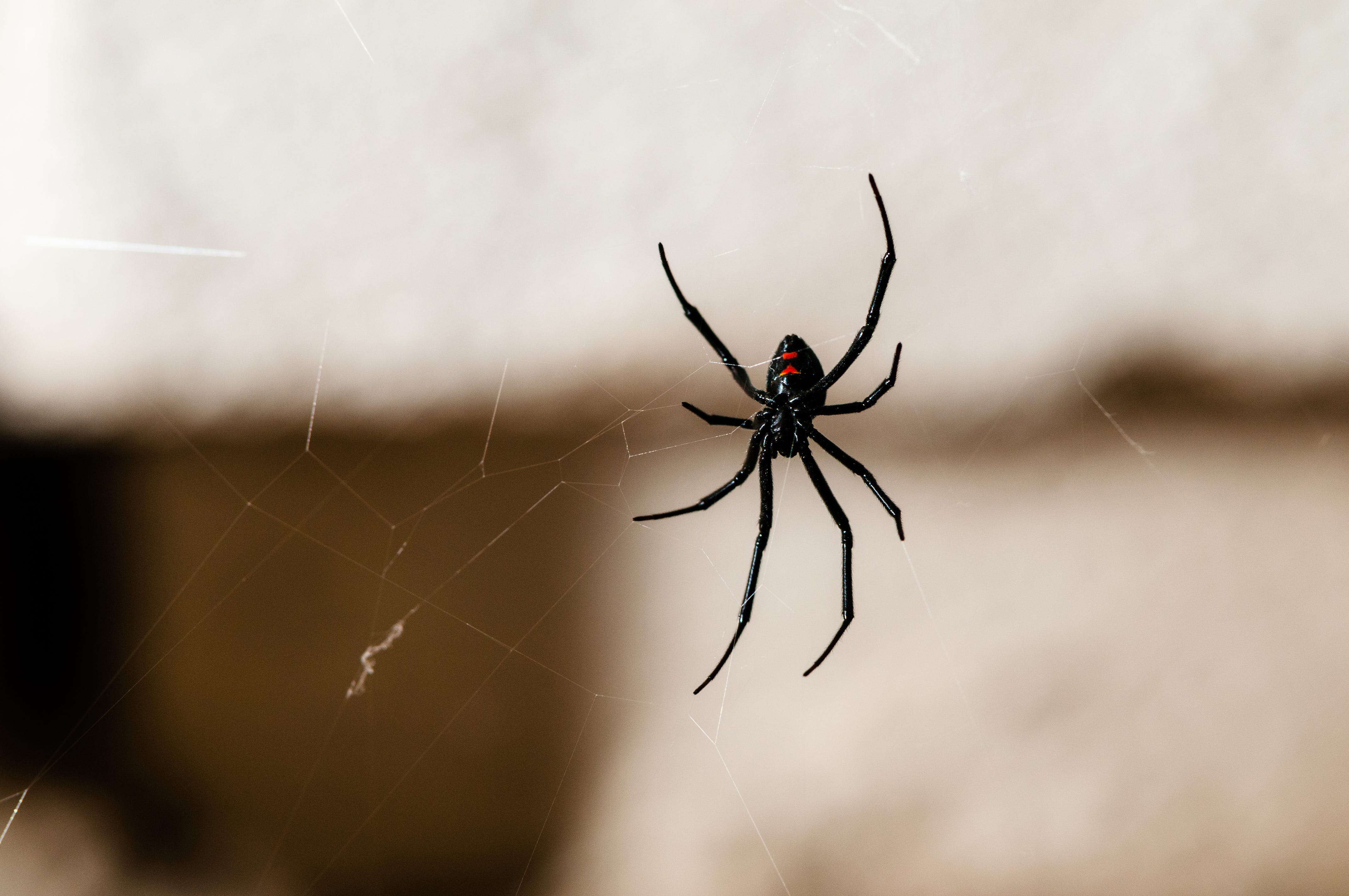 Man Who Used Blowtorch On Spiders Likely Caused Home Fire