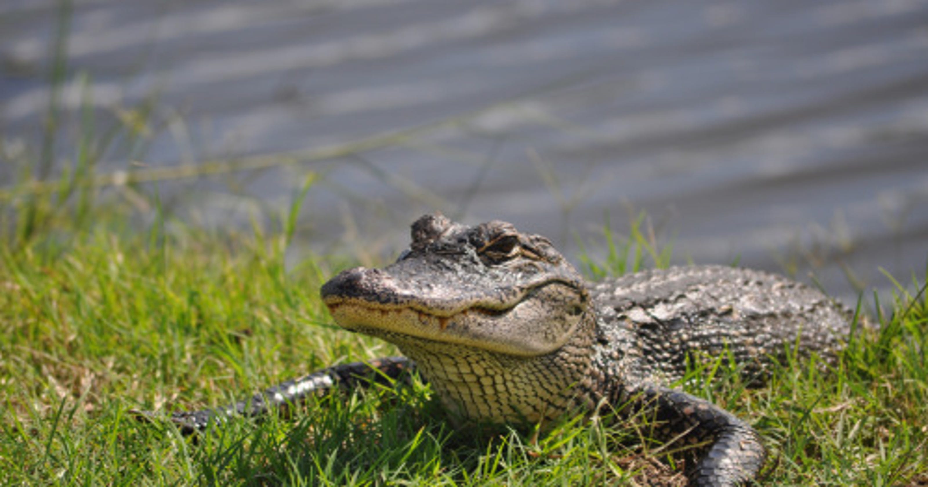 Alligator farm not a viable biz choice