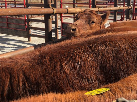 Livestock Theft And Prevention Now High Tech Endeavors In South