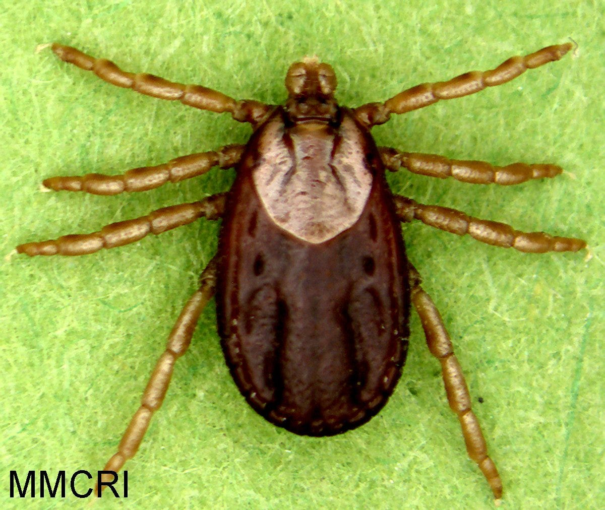 Winter ticks? Yeah, that's a thing