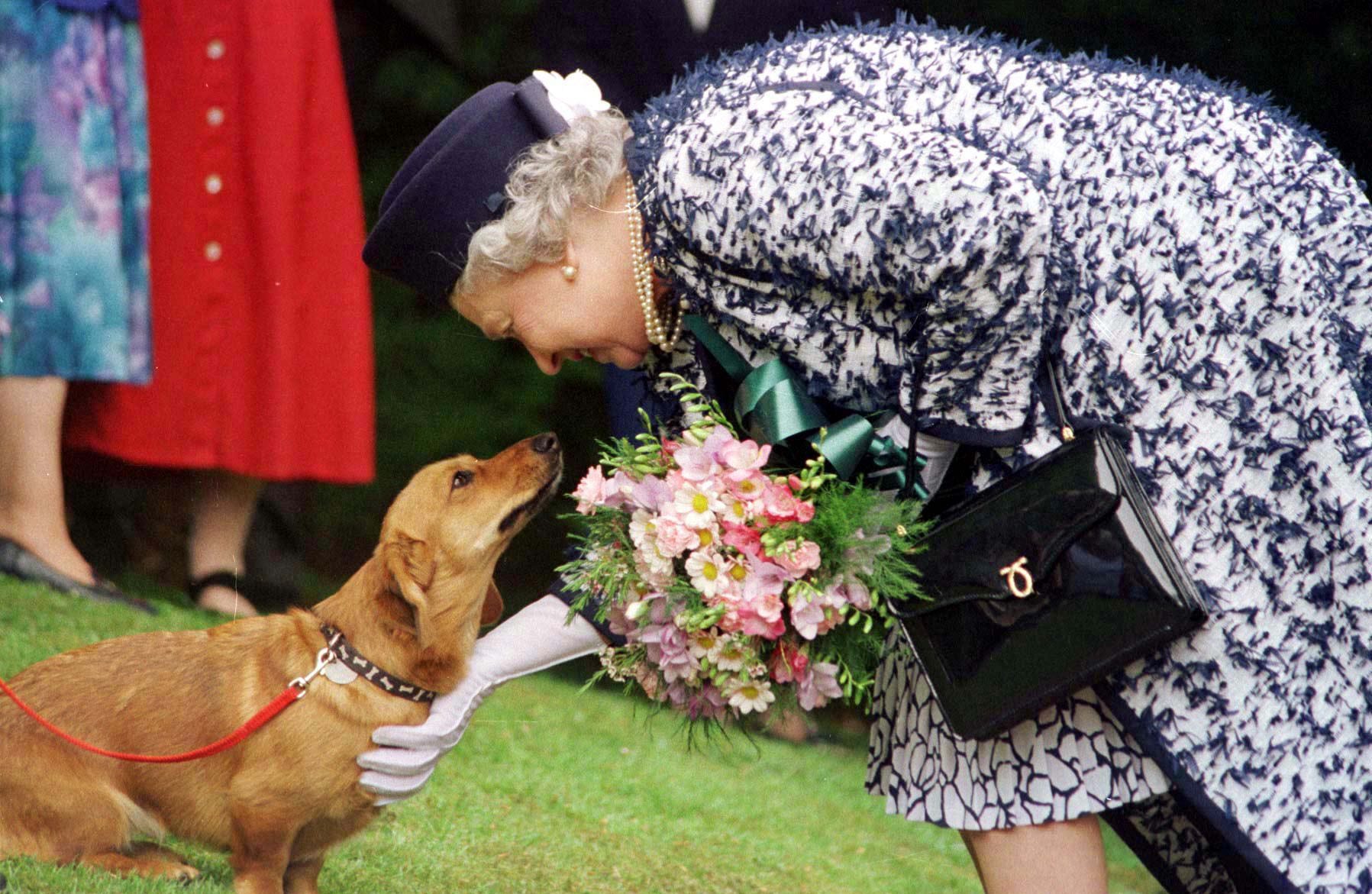 queen elizabeth ii and her corgis