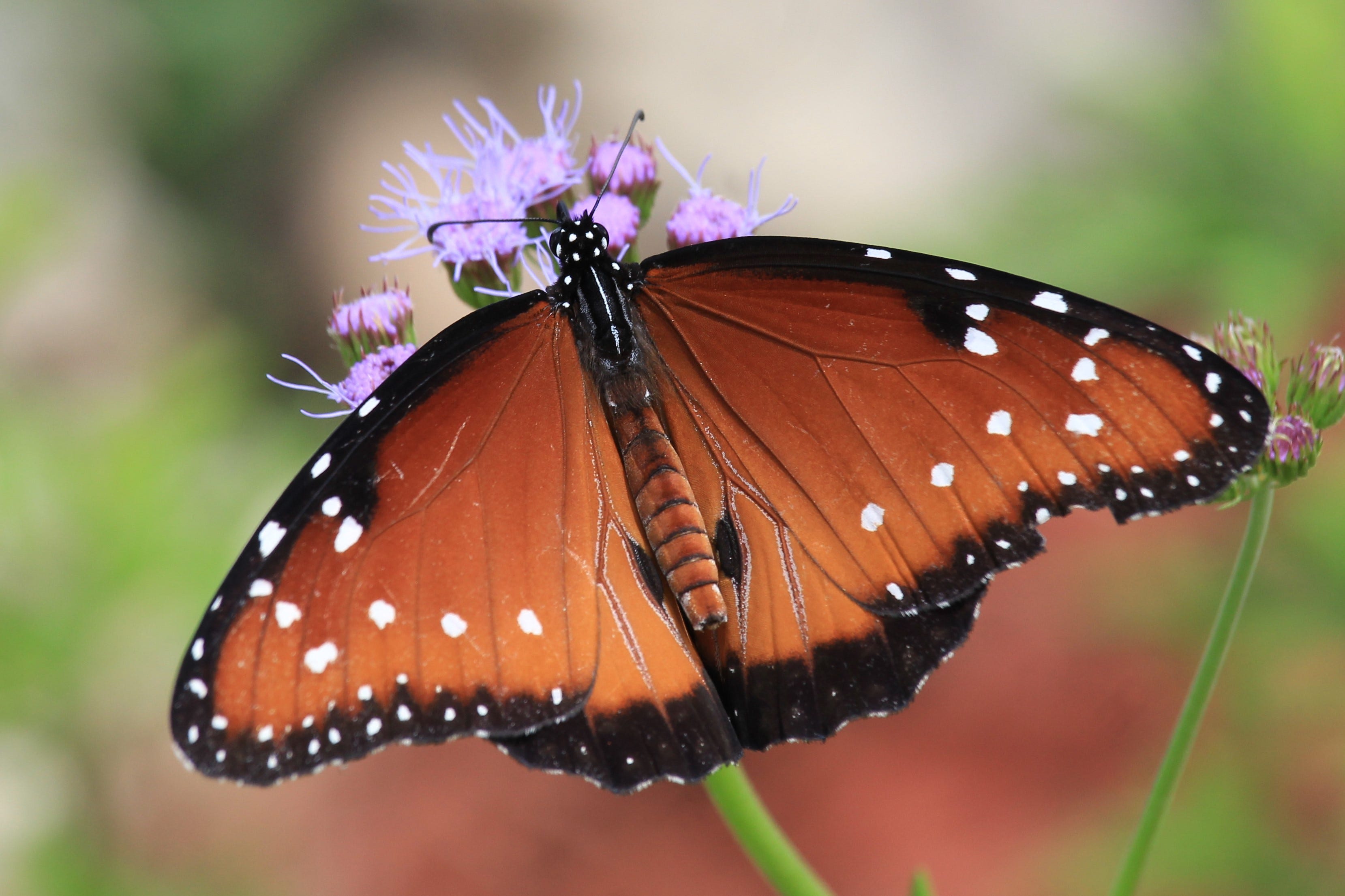 Queen butterfly a smaller, less colorful relative to Monarch butterfly