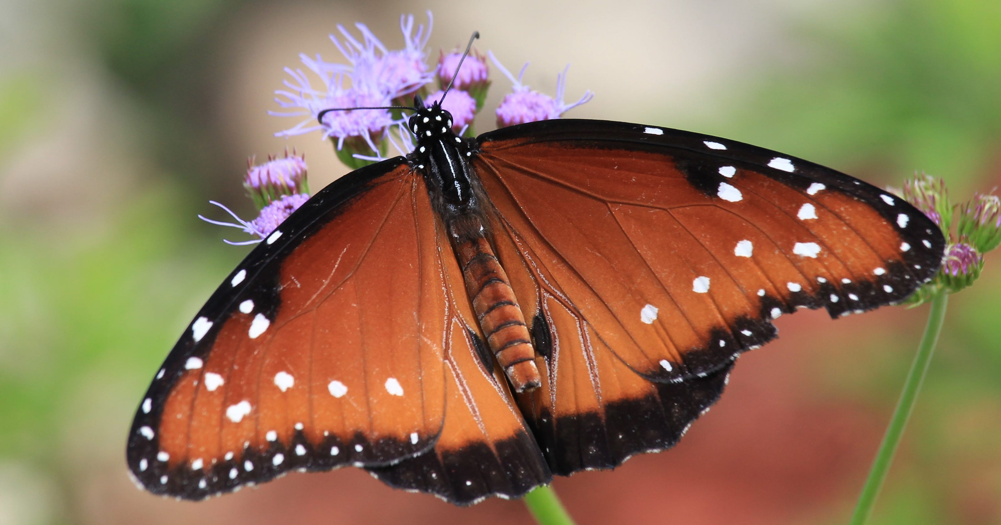 Queen Butterfly A Smaller Less Colorful Relative To Monarch Butterfly