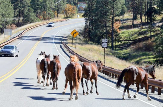 The wild horses on the highway in Alto and the entry to Ruidoso were welcomed by drivers, some of whom tried to direct the herd off the road.