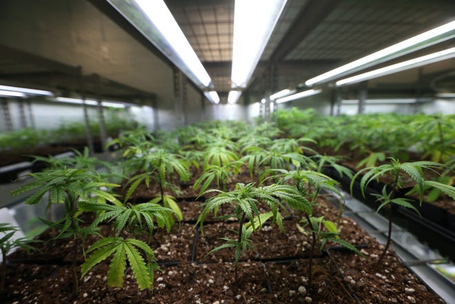 Cloned plants at the Trulieve medical marijuana facility in Quincy on Wednesday, Feb. 1, 2017.