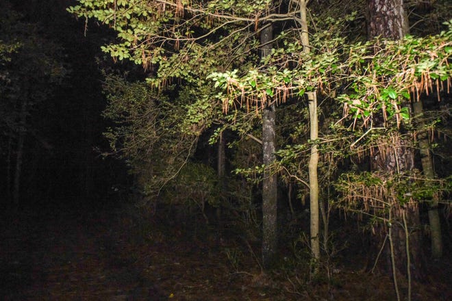 Trees are surrounded by deep darkness in the Pocomoke Forest on Saturday, Oct 27, 2018. The forest is rumored to be one of the most haunted places in Maryland.