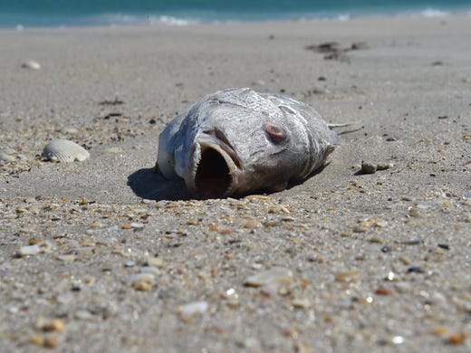 Red Tide Could Be Off North Carolina Coast University Of