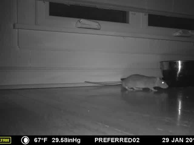Snakes In The Basement Bats In The Attic How To Prevent These Pests