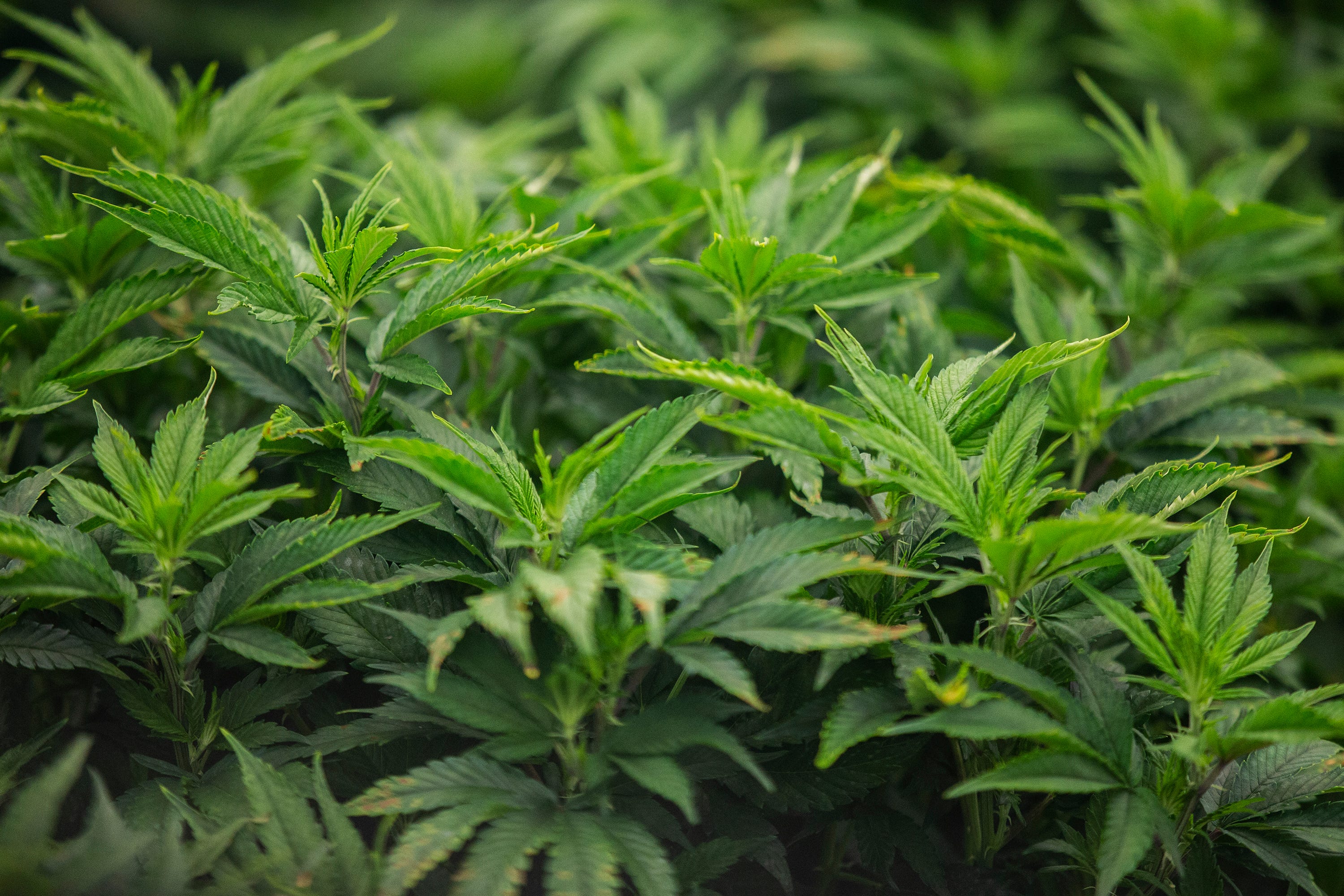 Iowa's medical marijuana program saw $10 million in cumulative sales in 2022
