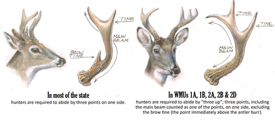 A look at different antler requirements for buck hunters across the state.