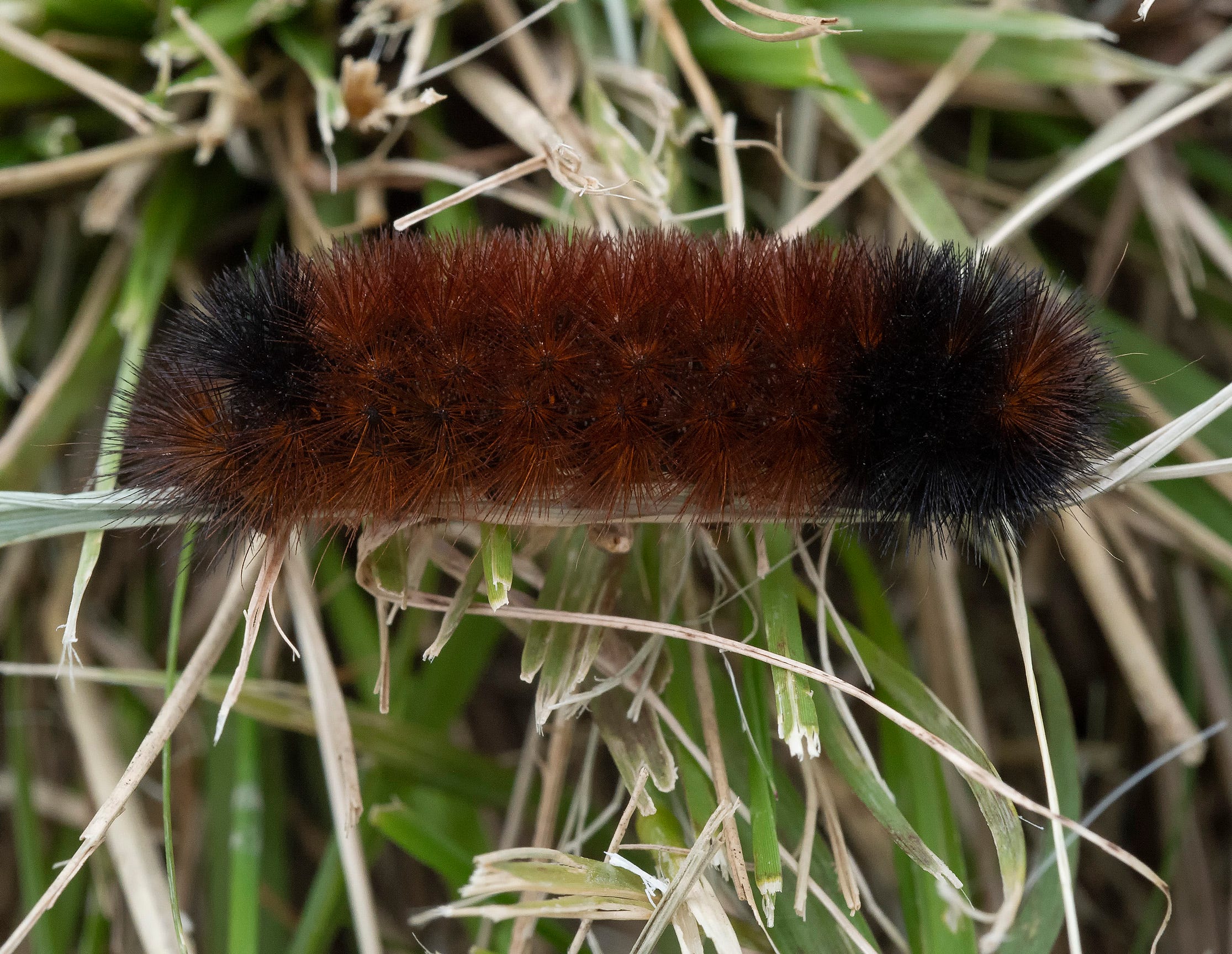 Woolly caterpillars can't predict winter and 10 other facts you didn't know