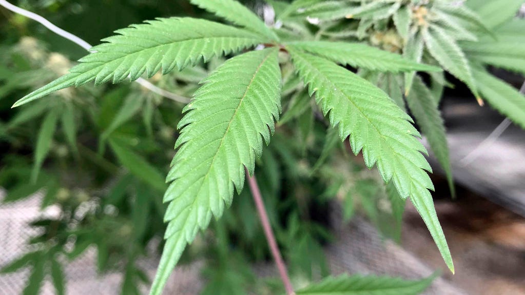 Six NJ businesses approved to open medical marijuana dispensaries