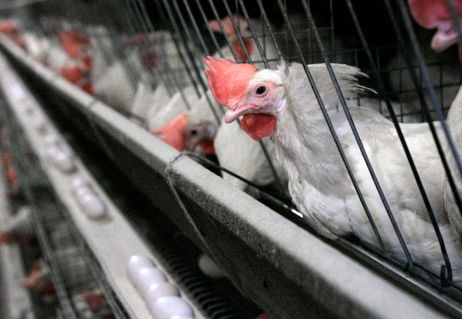 Chickens appear at a chicken house near Livingston, Calif. roposition 12 on California's November ballot would require that egg-laying hens be cage free by 2022.