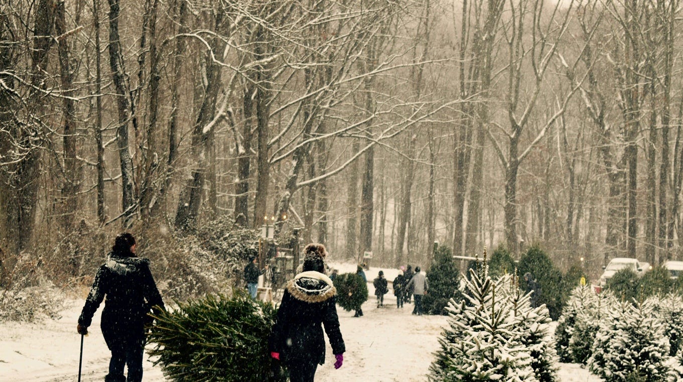 Where to cut down a fresh Christmas tree in every county in New Jersey