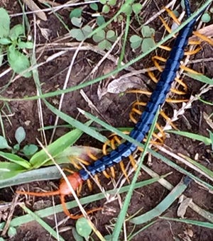 A Texas Redheaded Centipede is spotted at Lake Arrowhead State Park .