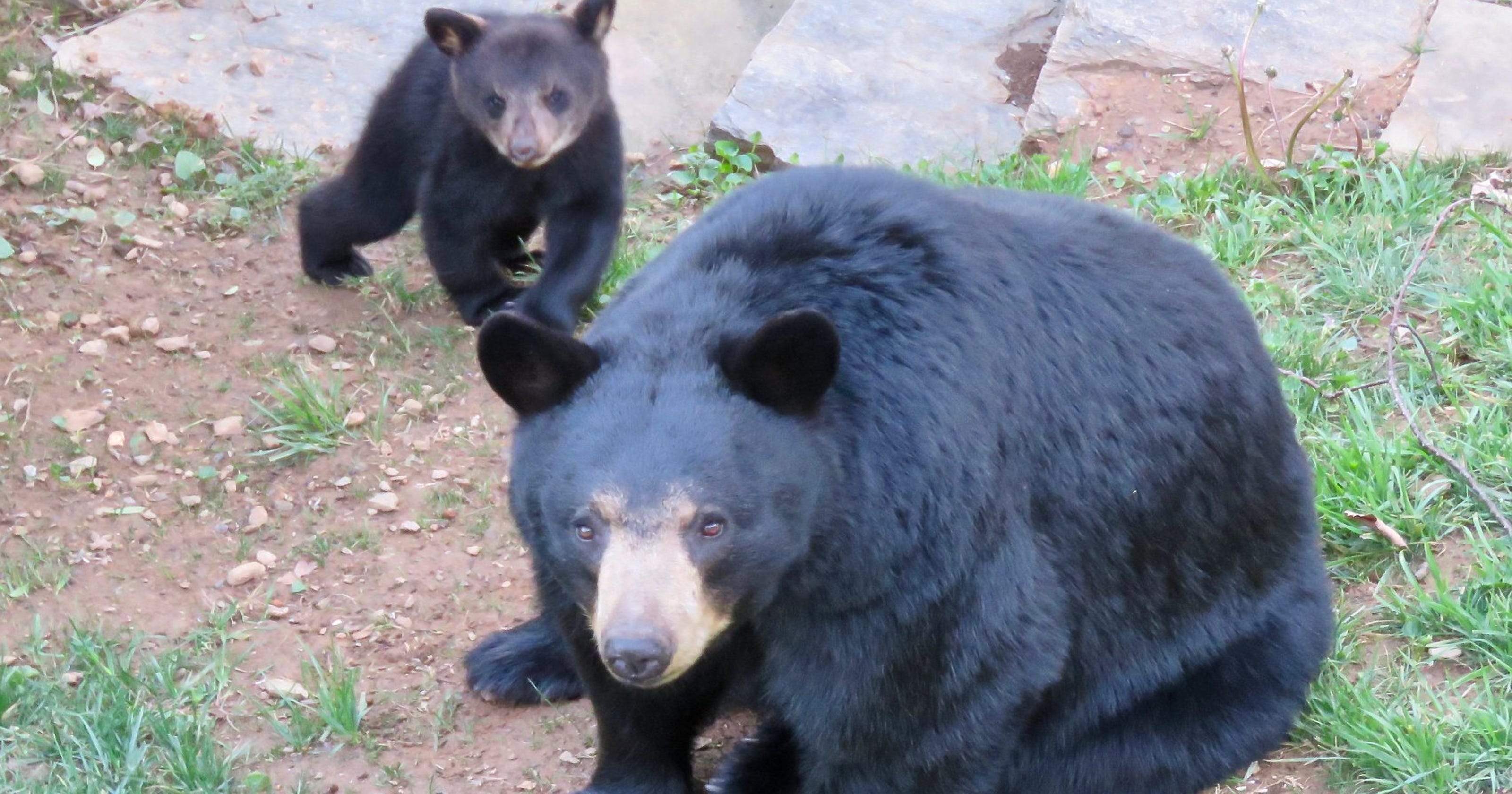 Outdoors Pennsylvania bear hunt attracting NJ residents