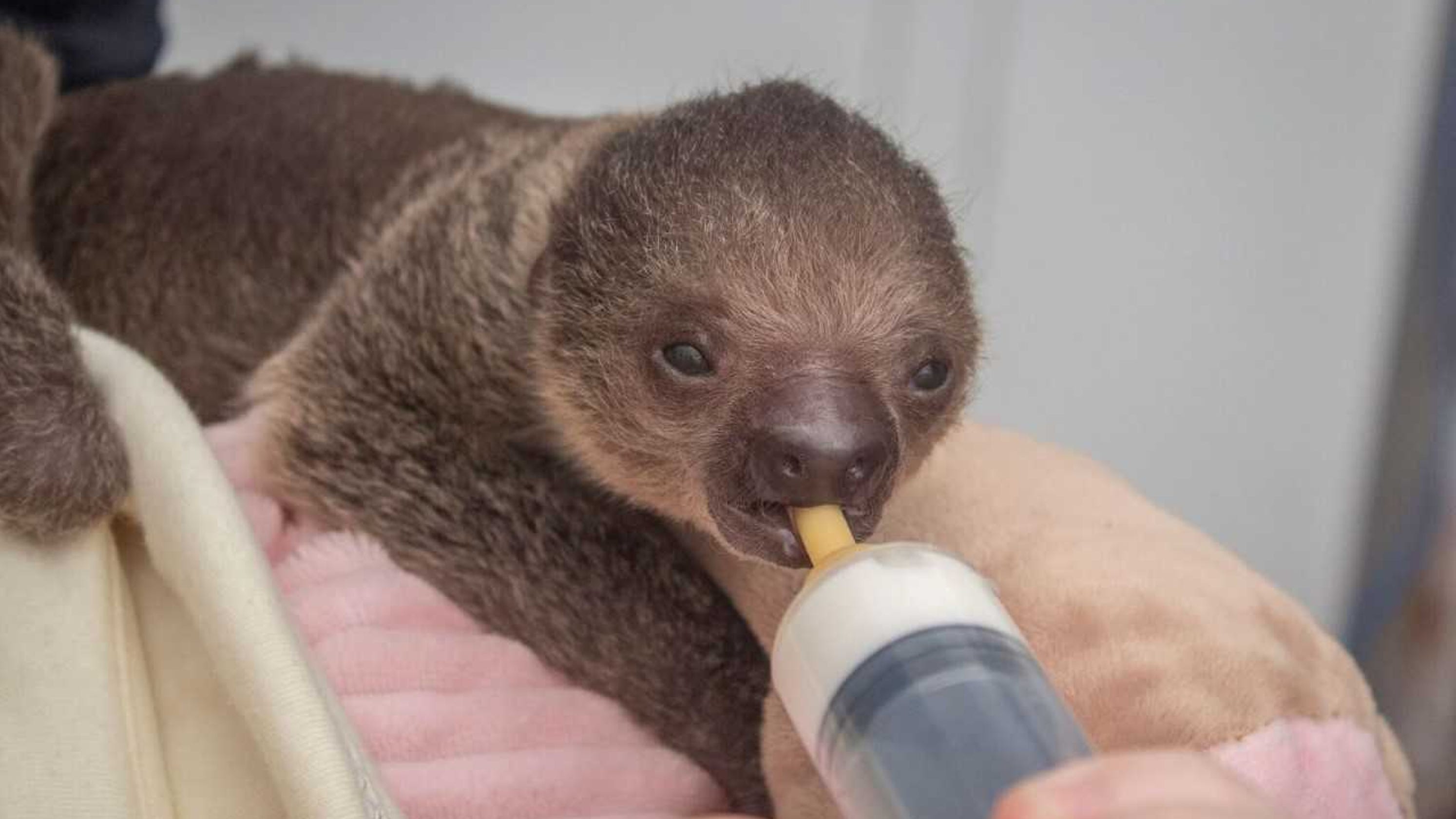 Baby sloth first to be born at Brevard Zoo
