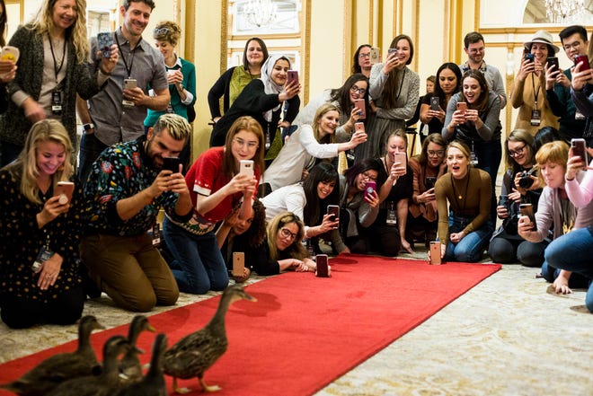 Saveur Blog Award finalists and guests gather around the red carpet during a private Peabody duck march Nov. 8, 2018, at the Peabody Hotel.