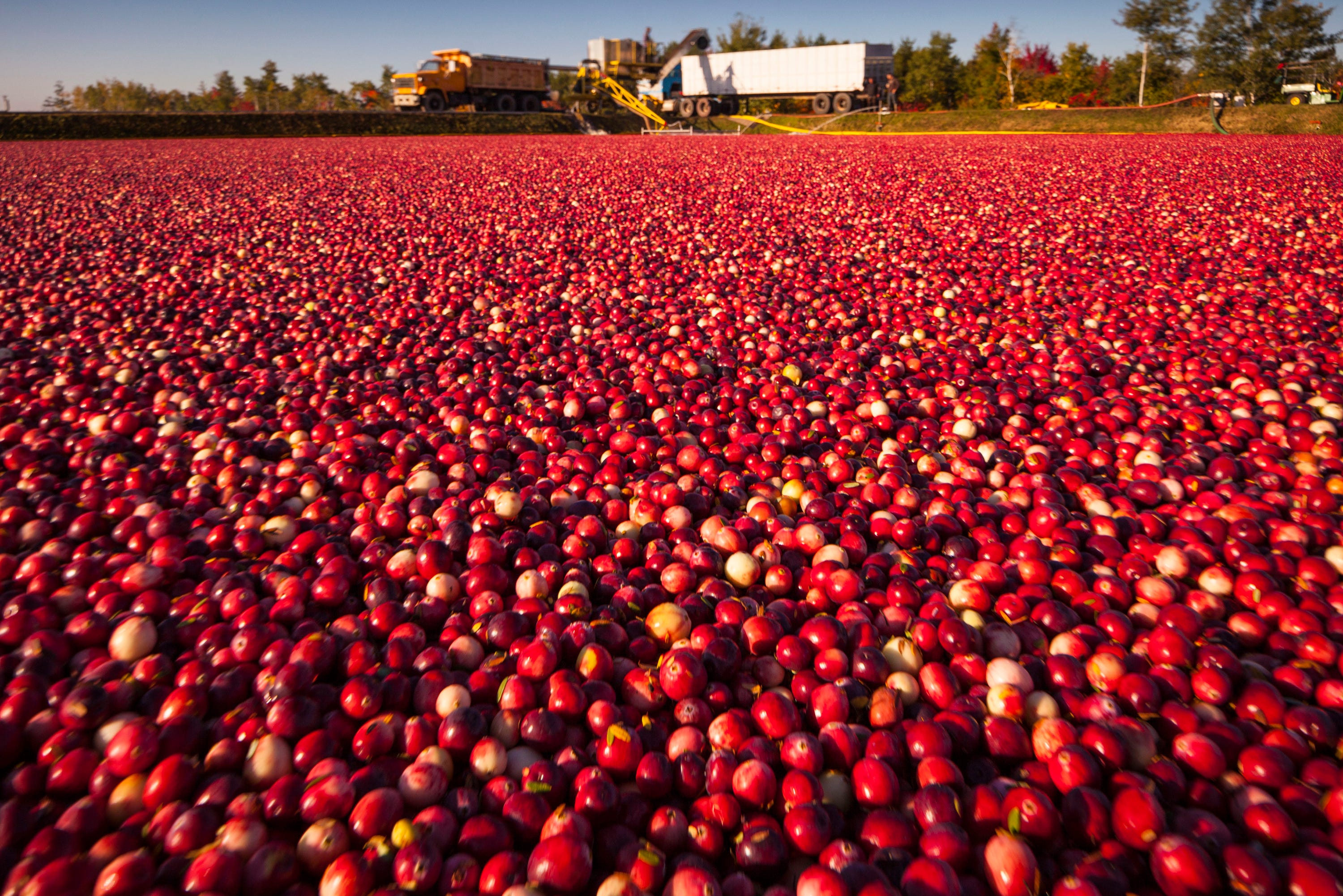 Fun facts about cranberries Wisconsin is the world's top producer