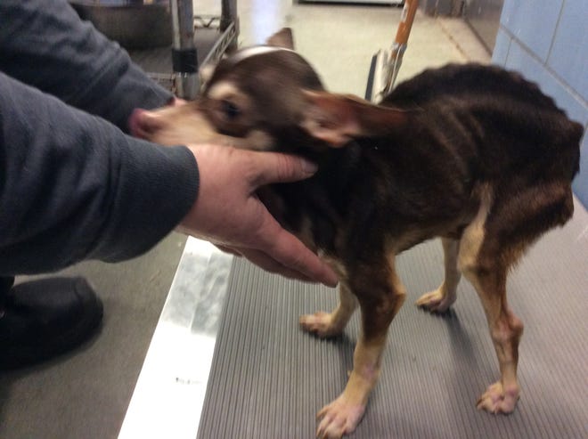 Oscar was found thrown inside a Des Moines dumpster in the River Bend neighborhood.