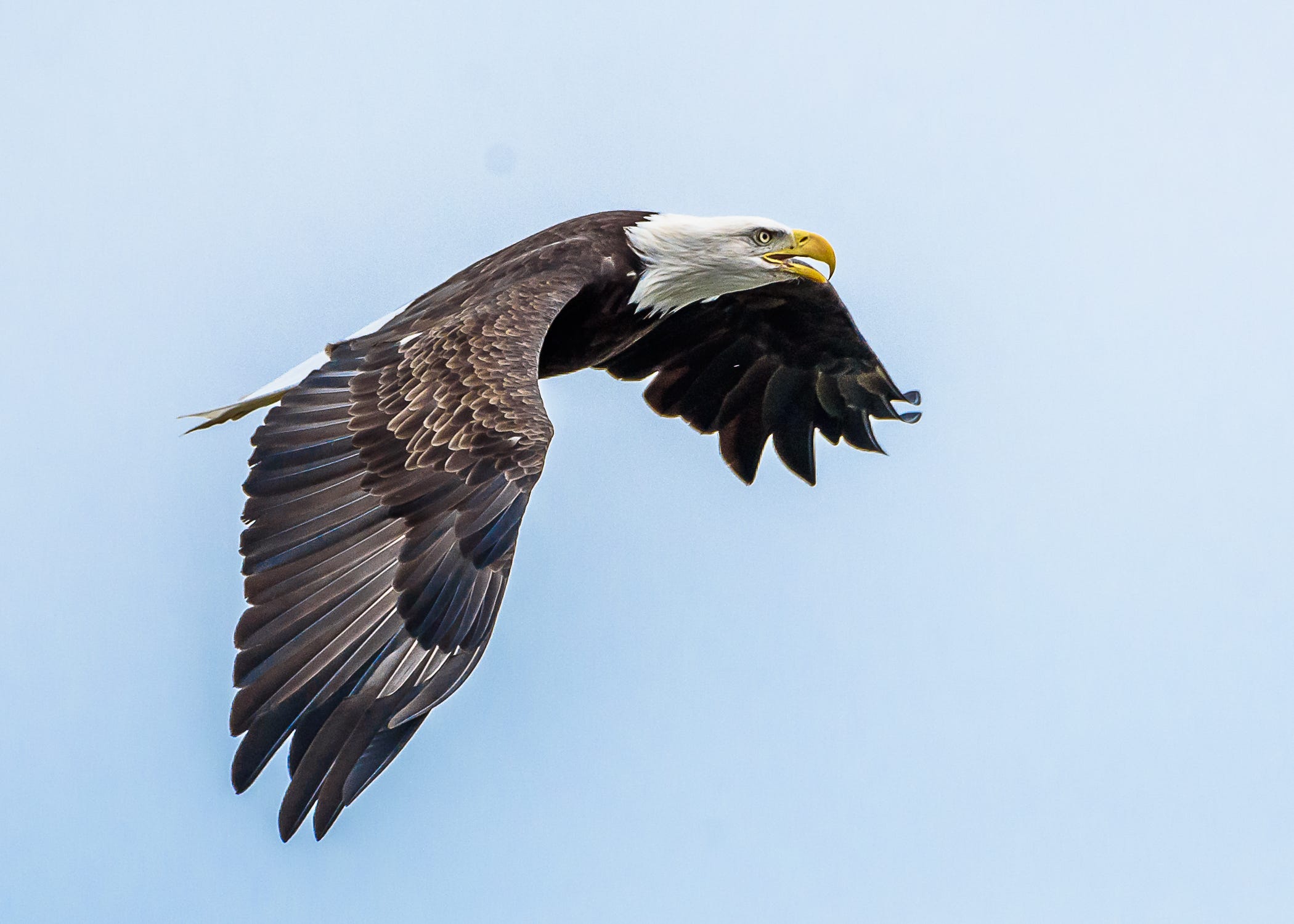 jersey eagle