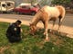 A stray horse munches on grass as a Rocklin police officer watches over it. Those pets, farm animals and wildlife have been displaced by the Camp Fire's advance.