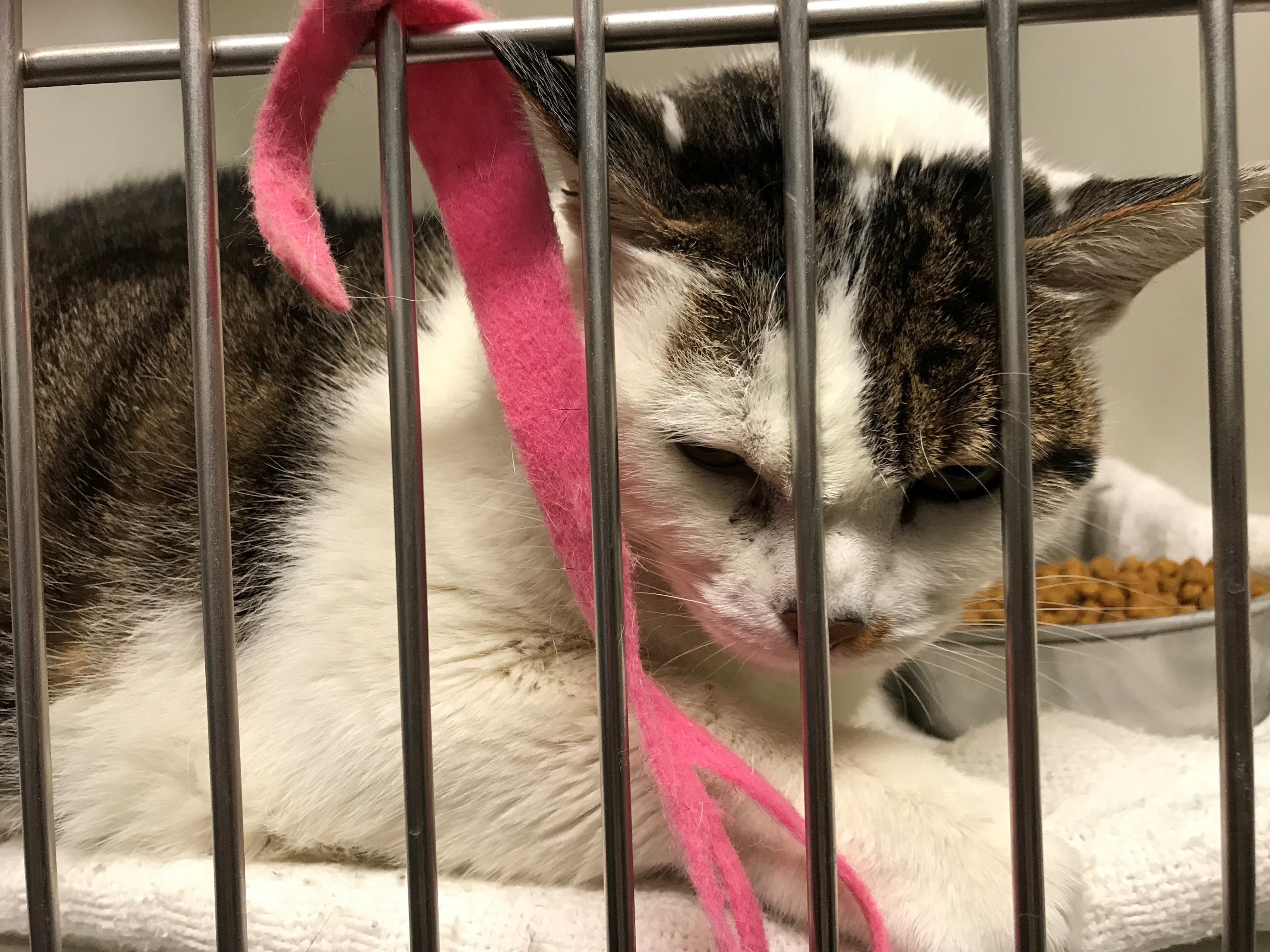 hi tor animal shelter pomona hi tor animal shelter pomona