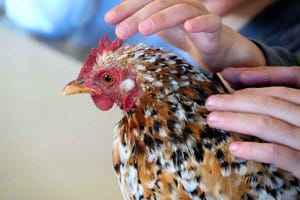 Images of the 12th annual Meet the Turkeys even held Nov. 19, 2018 at Rancho San Rafael in Reno. The event featured arts and crafts, horse riding and a chance to pet chickens and turkeys.