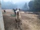 A llama is eager to greet rescuers Saturday, Nov. 9, 2018 from North Valley Animal Disaster Group.