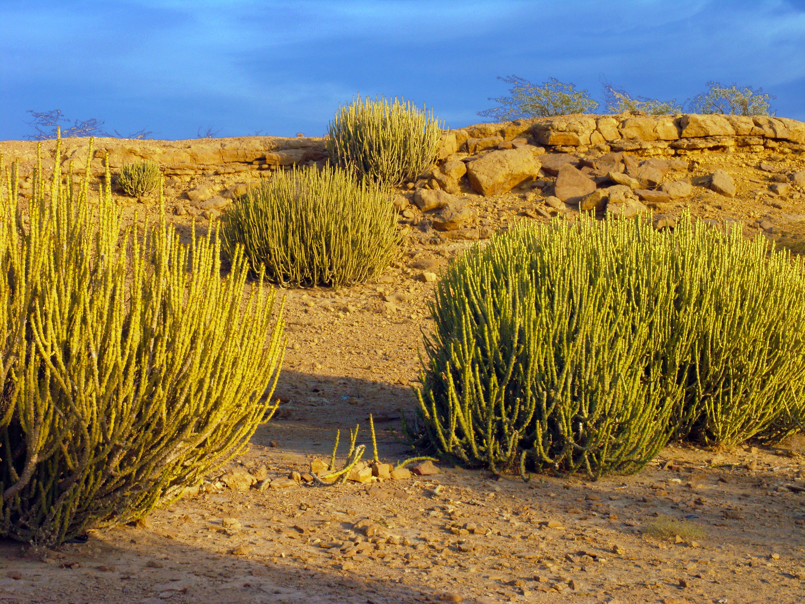 Ecologist finds flora, fauna and wildlife in India's Thar Desert Ecologist finds flora, fauna and wildlife in India's Thar Desert