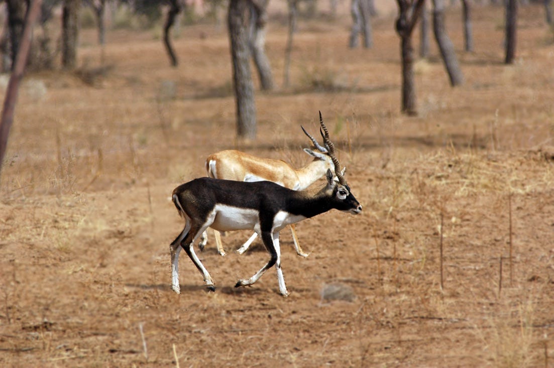 Ecologist finds flora, fauna and wildlife in India's Thar Desert Ecologist finds flora, fauna and wildlife in India's Thar Desert