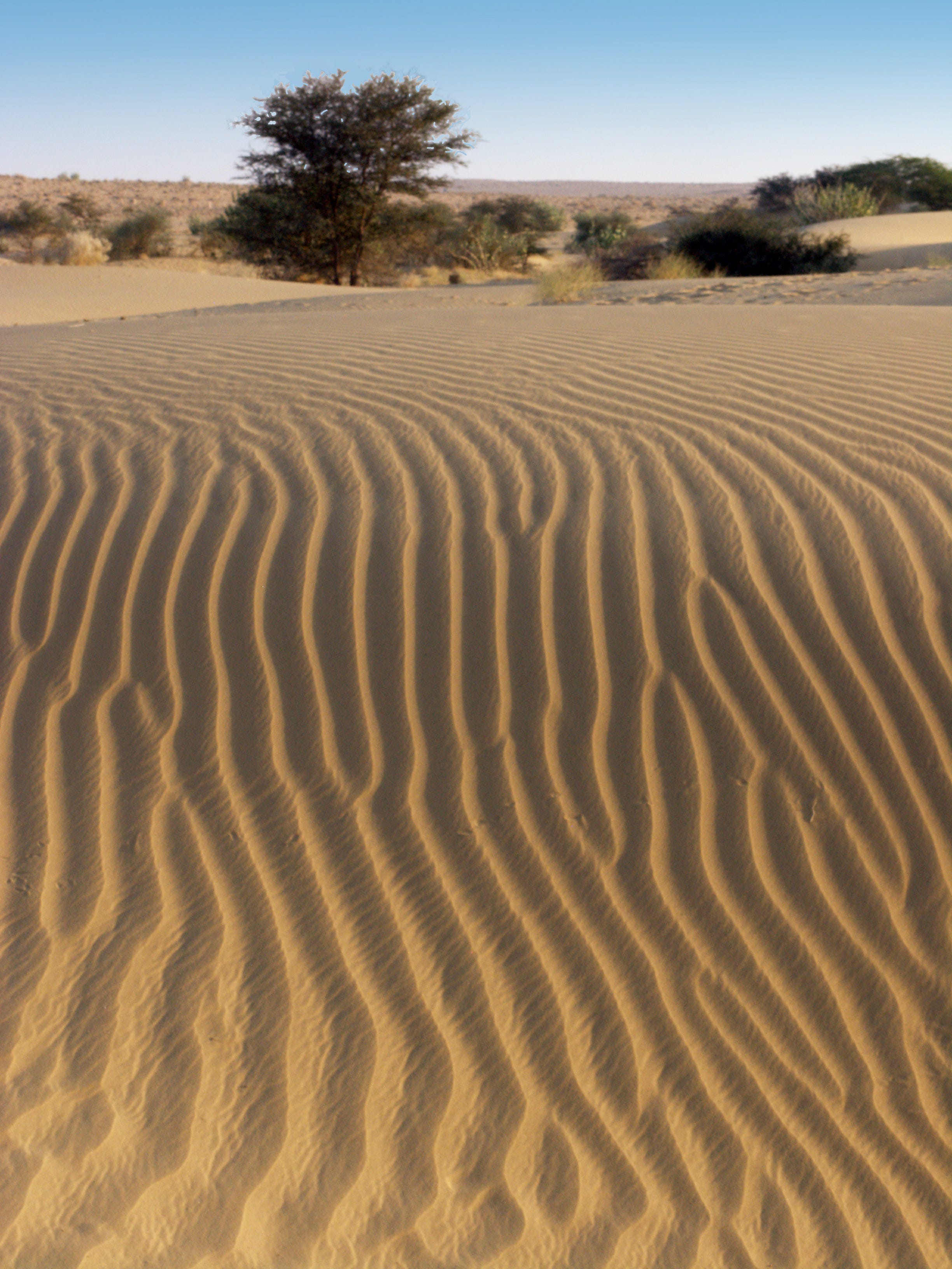 Ecologist finds flora, fauna and wildlife in India's Thar Desert Ecologist finds flora, fauna and wildlife in India's Thar Desert