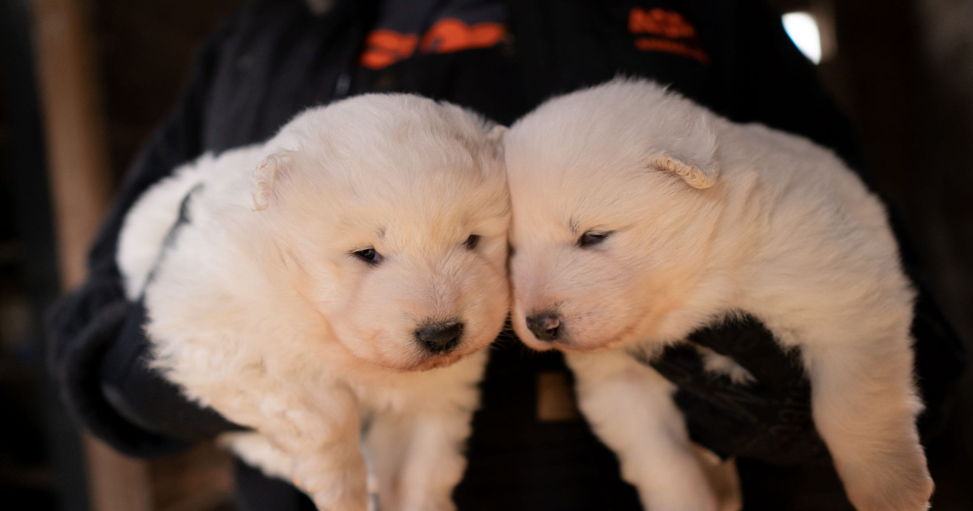 Animal cruelty cases highlight Iowa’s lack of animal ...