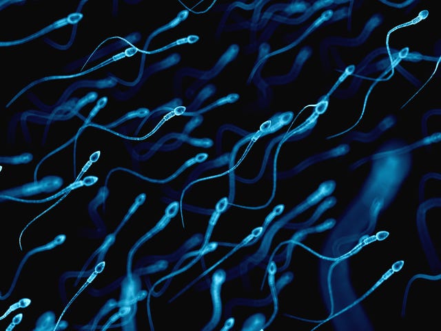 An illustration of human sperm. Male fertility could decline as the planet warms due to climate change.