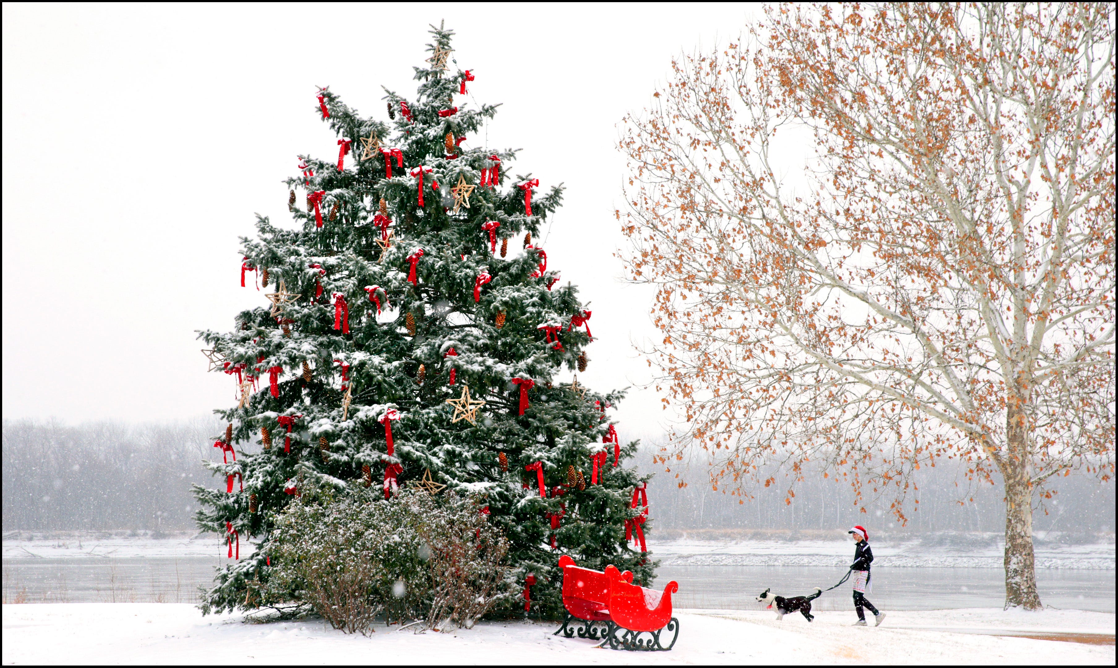 Christmas tree day. Елка на рабочий стол. Шикарная Новогодняя елка. Новый год елка в лесу. Наряженная елка в лесу.