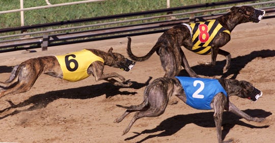 Greyhound racing is illegal in China. So why were US dogs sold there?