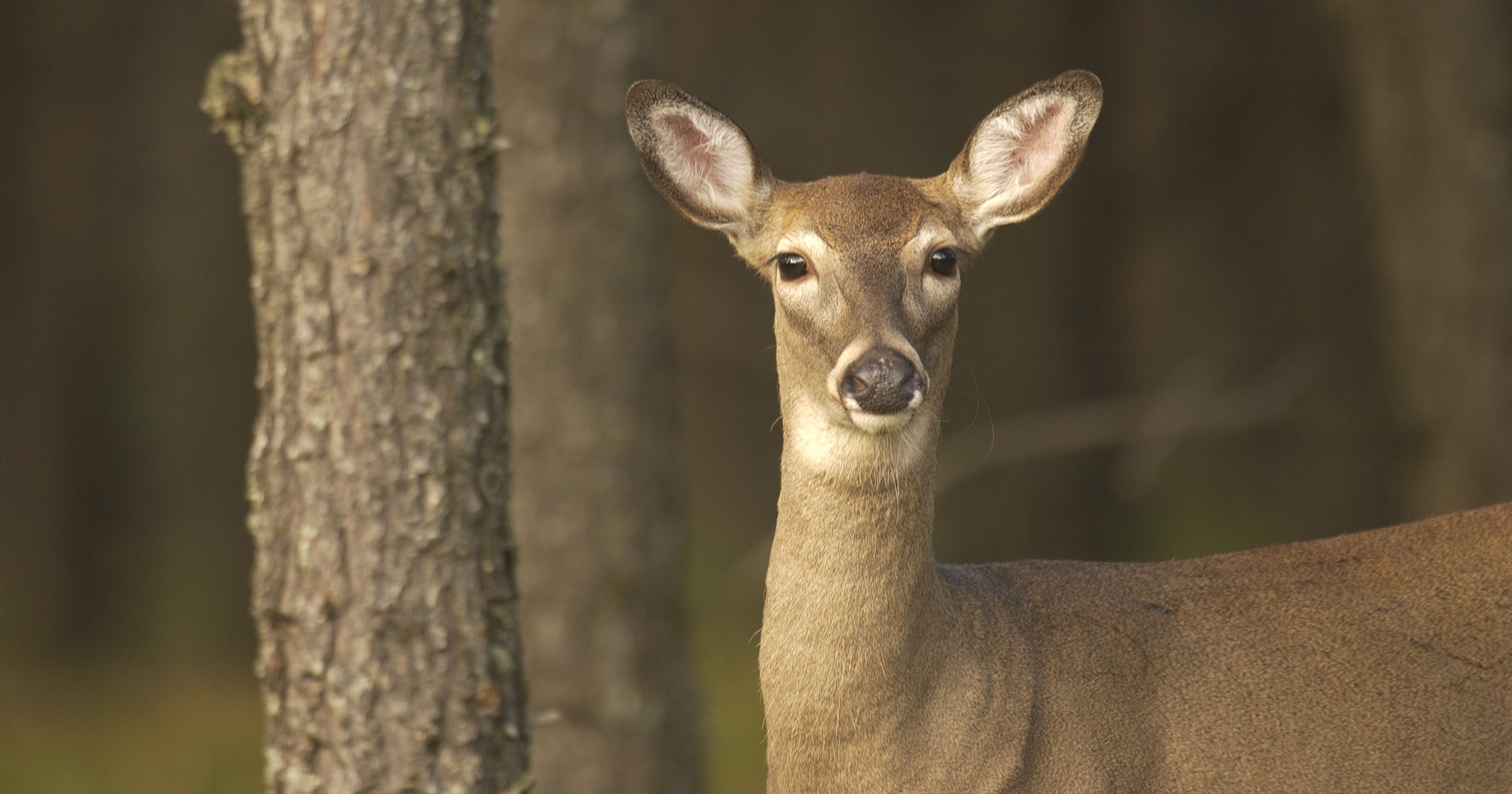 Deer in your headlights? It's better to hit it than to swerve