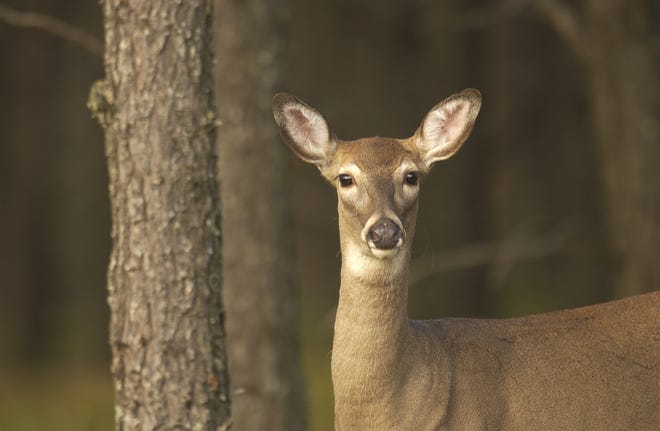 Opening day of the 2022 firearms deer season is Nov. 15.