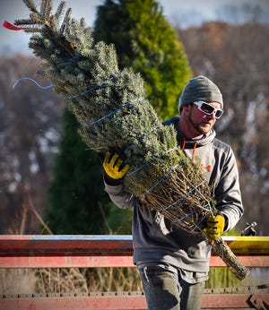 Justin Zeroth, Jan's Christmas Trees, stacks trees to be shipped Tuesday, Nov. 13, 2018, near Clear Lake.