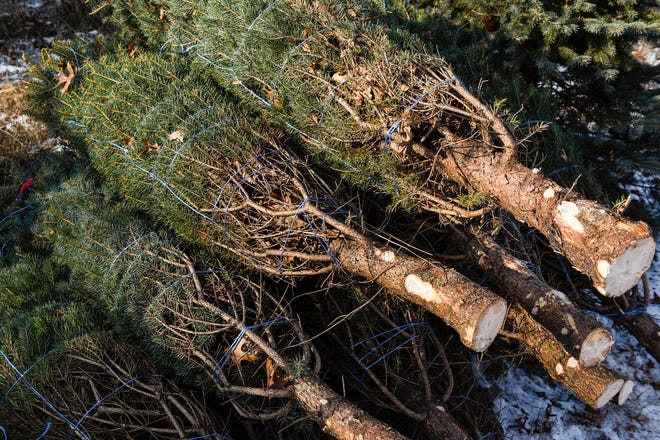 Trees are sorted by size for shipping at Jan's Christmas Trees Tuesday, Nov. 13, near Clear Lake.