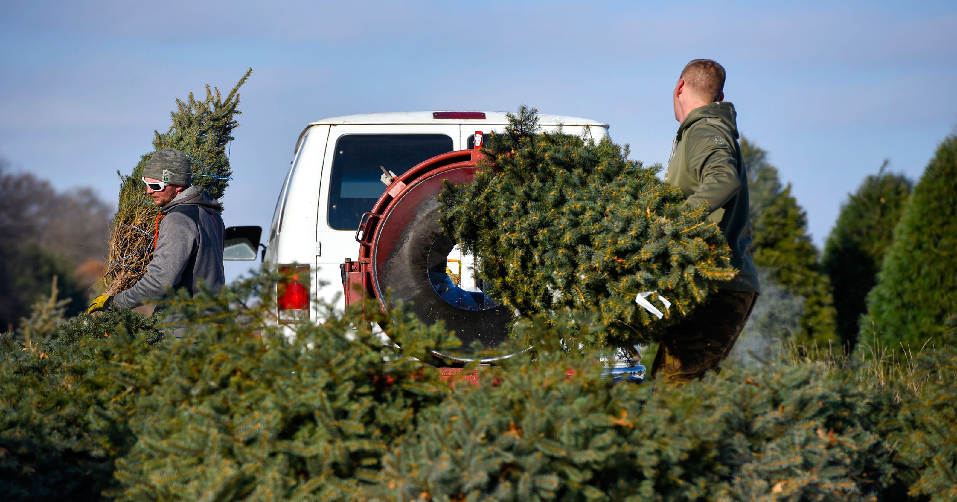 Where to chop down your own Christmas tree locally