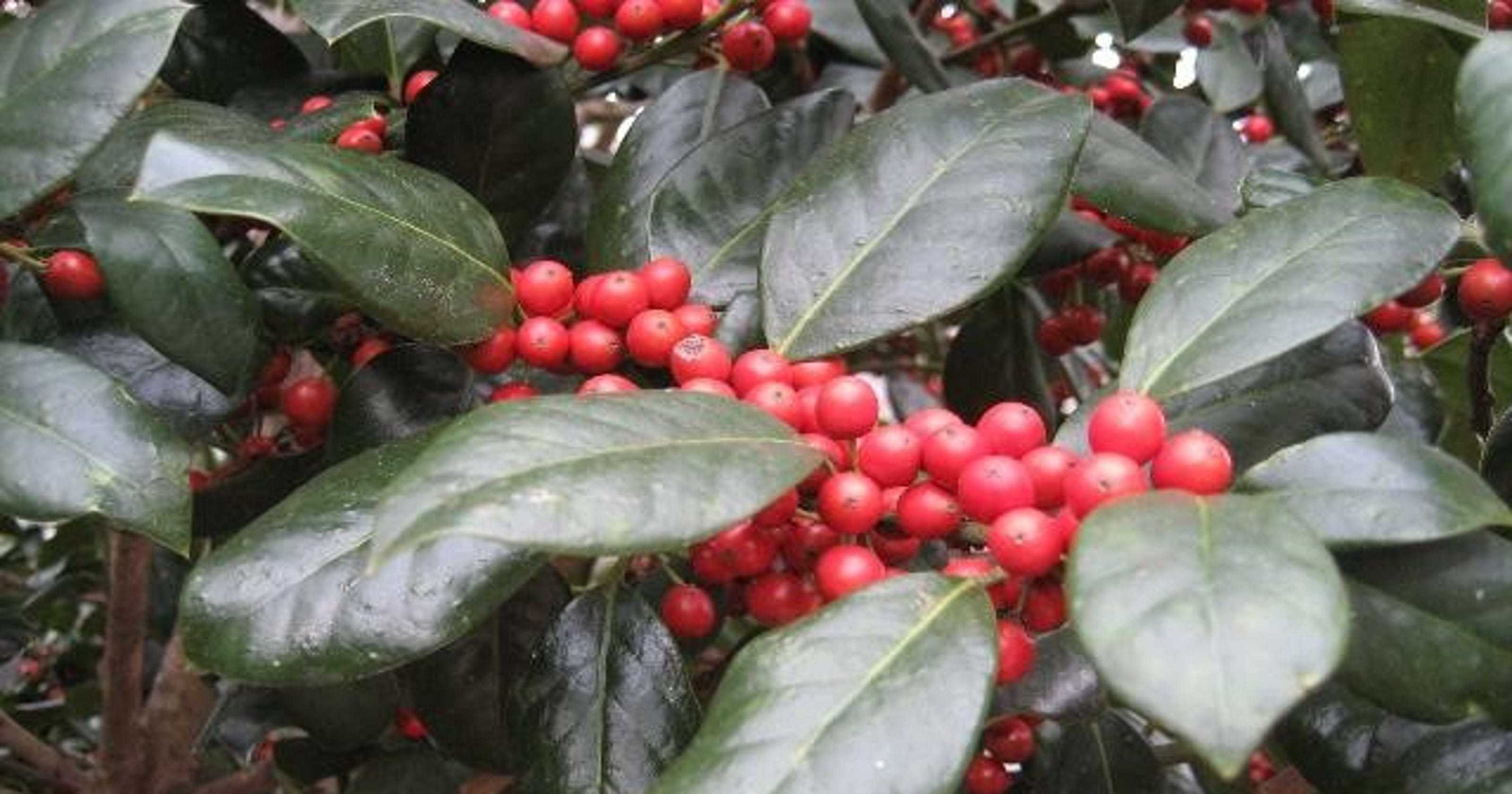 About those red berries: Good bad and ugly