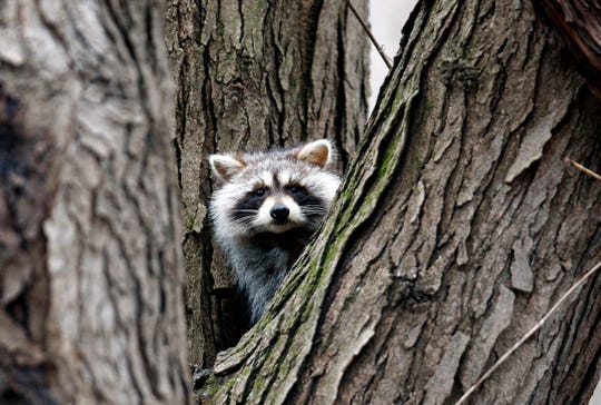 The tempera virus can cause raccoons to behave like zombies and be lethal to dogs, and Chicago area officials have repeatedly warned residents of the area that cases have been detected in the area. region.