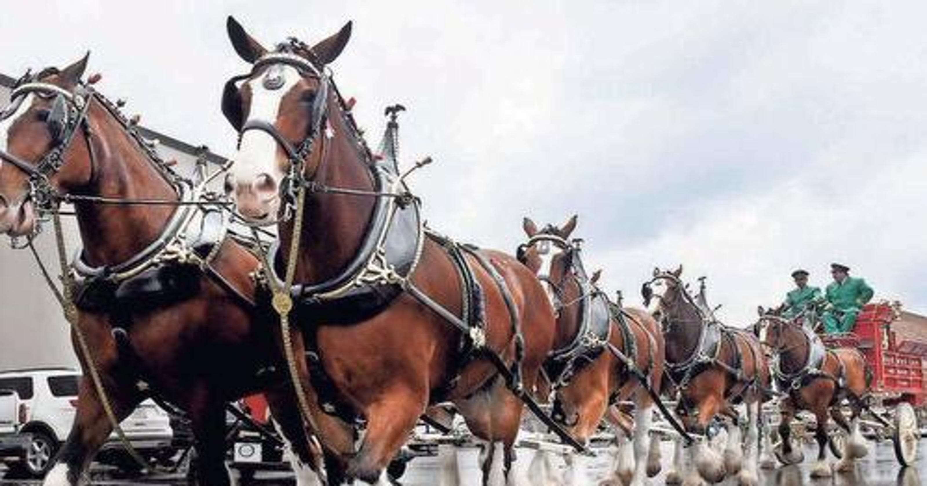 Budweiser Clydesdales coming to Greenville