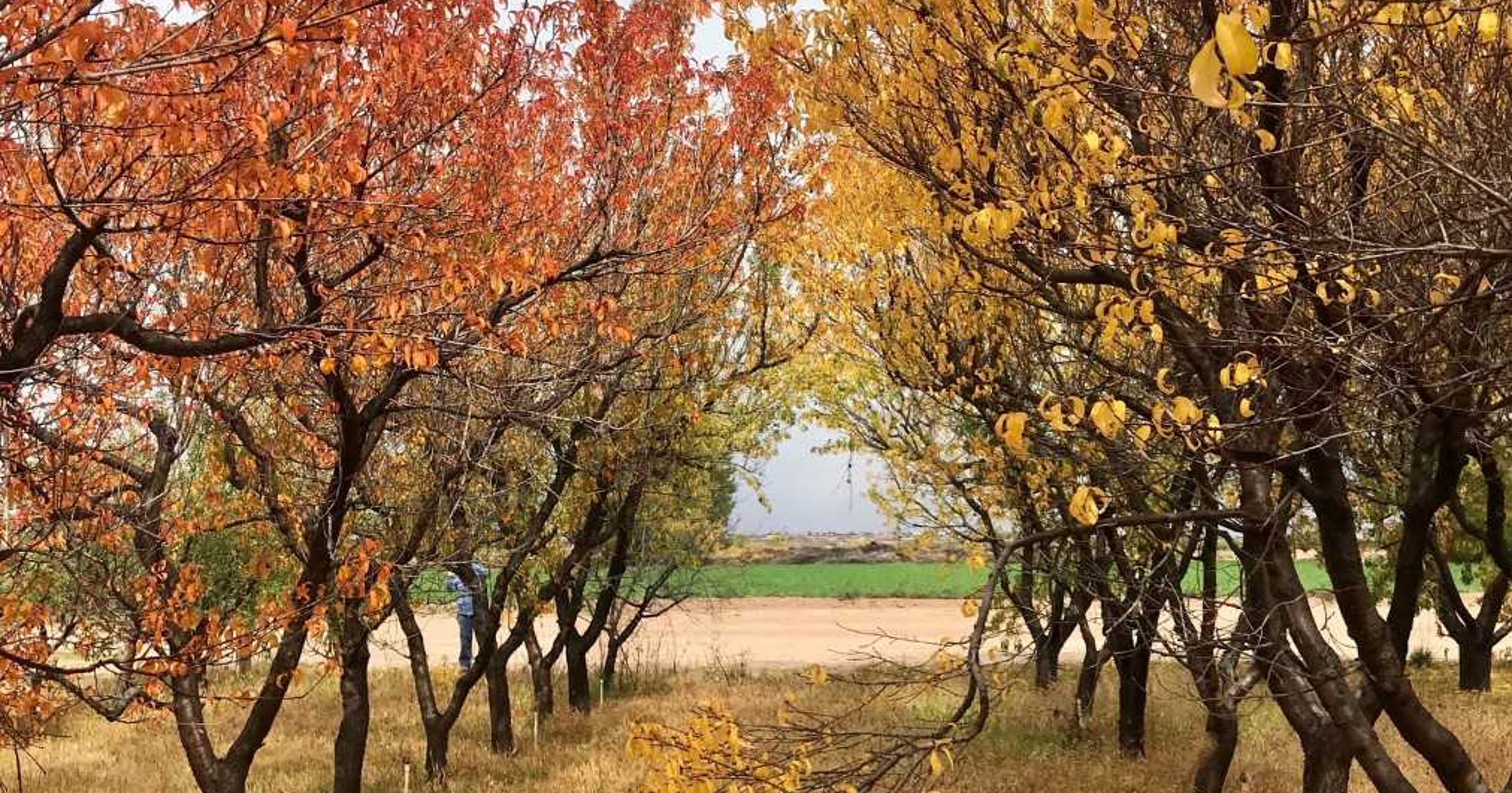 Fall Colors The Deciding Factors For Deciduous Trees