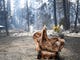 Search and rescue teams on Tuesday, Nov. 13, 2018 comb through rubble looking for the remains of victims killed in the Camp Fire in Paradise, Calif.