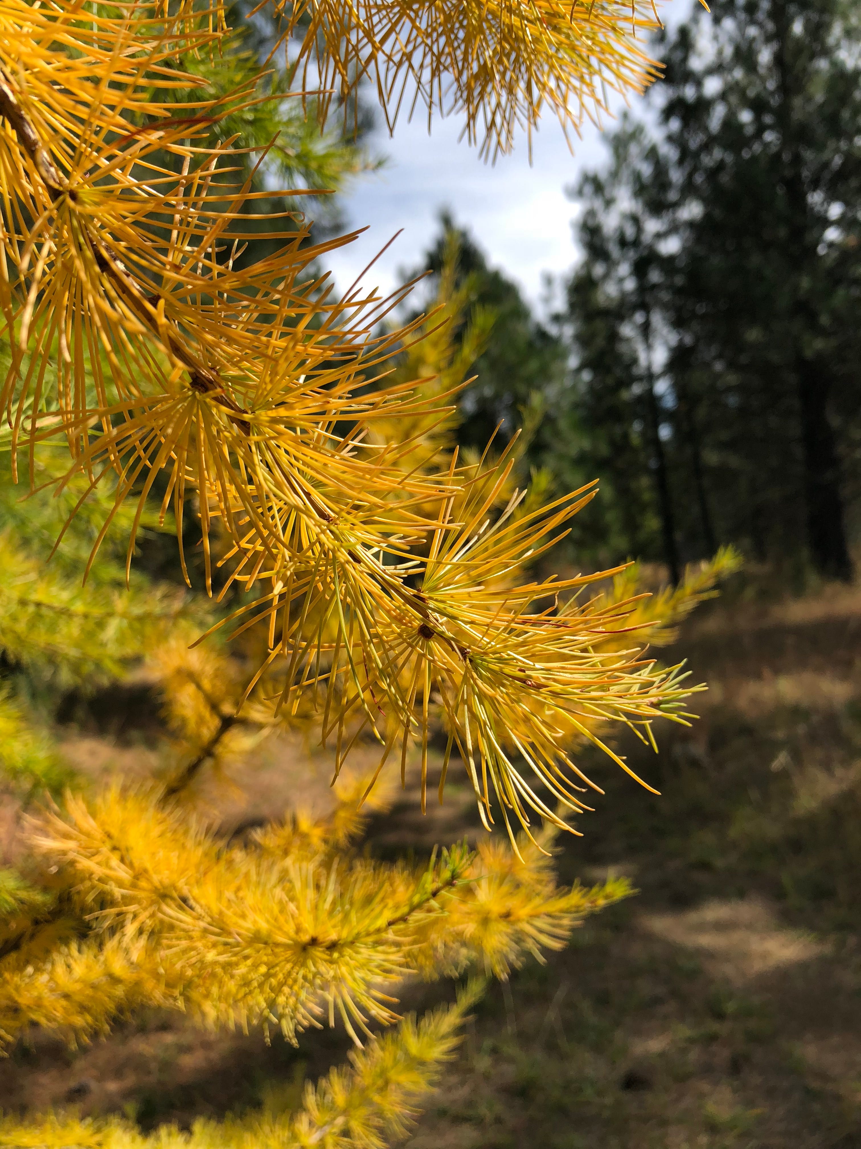 Larch Trees The Conifer That Isn T An Evergreen