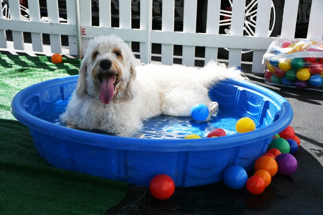 Auggie enjoys a dip in the pool at Pup-A-Palooza at the Plaza.